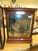 A stuffed and mounted Teal Drake in naturalistic setting and three sided glazed display case