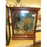 A stuffed and mounted Teal Drake in naturalistic setting and three sided glazed display case