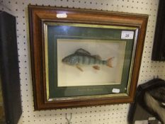 A stuffed and mounted Juvenile Perch, within a picture frame display case,