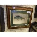 A stuffed and mounted Juvenile Perch, within a picture frame display case,