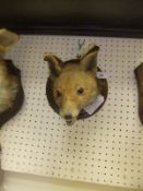 A stuffed and mounted Fox mask,