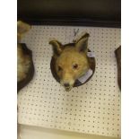 A stuffed and mounted Fox mask,