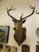 A Royal Red Deer stag head, 11 point,