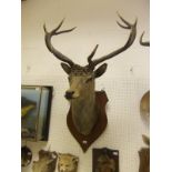 A Royal Red Deer stag head, 11 point,