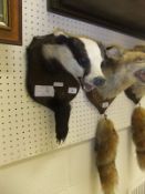 A stuffed and mounted Badger mask and paw, set on a shield shaped plaque, inscribed "Horsley Woods",