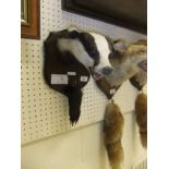 A stuffed and mounted Badger mask and paw, set on a shield shaped plaque, inscribed "Horsley Woods",