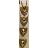 A set of four Roe Deer antlers, set on shield shaped plaques,