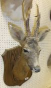 A stuffed and mounted Roe Deer head,