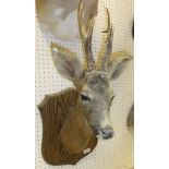 A stuffed and mounted Roe Deer head,