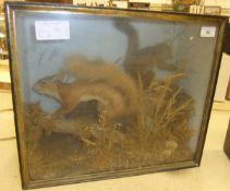 A pair of Victorian stuffed and mounted Red Squirrels, set in naturalistic setting,