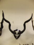 A pair of Kudu horns,