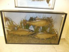 A cased display of three Trout, in naturalistic setting,