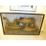 A cased display of three Trout, in naturalistic setting,