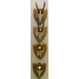 A set of four Roe Deer antlers, set on shield shaped plaques,