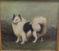 19TH CENTURY ENGLISH SCHOOL "Study of a German Spitz", oil on canvas,