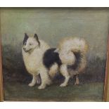 19TH CENTURY ENGLISH SCHOOL "Study of a German Spitz", oil on canvas,