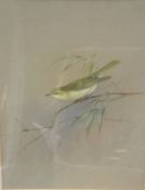 ROWLAND GREEN "Study of a Willow Warbler", watercolour, heightened with white, signed,