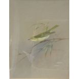 ROWLAND GREEN "Study of a Willow Warbler", watercolour, heightened with white, signed,