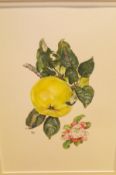 ROSANNE A SANDERS "Apple and blossom", a still life study, watercolour, initialled lower left,