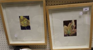 CAROLINE NELSON "Autumn Leaves I" and "Autumn Leaves II", watercolour, a pair,