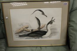 AFTER JOHN GOULD "Phalacrocorax Leucogaster: White Breasted Cormorant",