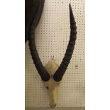 A pair of Blesbok antlers on skull together with a pair of Hartebeest horns on a shield shaped