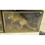 A stuffed and mounted Fox set in naturalistic setting with bird prey in glass fronted display case
