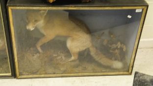 A stuffed and mounted Fox set in naturalistic setting with bird prey in glass fronted display case