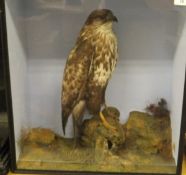 A Victorian stuffed and mounted Buzzard by Ralph Allder of Newbury set in naturalistic setting and