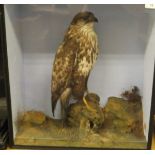 A Victorian stuffed and mounted Buzzard by Ralph Allder of Newbury set in naturalistic setting and