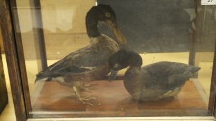 A pair of stuffed and mounted Shoveler ducks set in a four sided glass display case