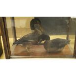 A pair of stuffed and mounted Shoveler ducks set in a four sided glass display case