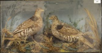 A pair of Victorian stuffed and mounted Francolin set in naturalistic setting and glass fronted