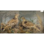 A pair of Victorian stuffed and mounted Francolin set in naturalistic setting and glass fronted