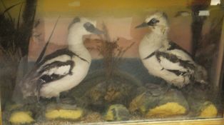 Two stuffed and mounted male Smew set in naturalistic setting and three sided display case