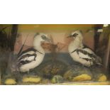 Two stuffed and mounted male Smew set in naturalistic setting and three sided display case