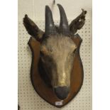 A stuffed and mounted Antelope head set on shield shaped plaque CONDITION REPORTS