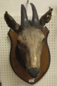 A stuffed and mounted Antelope head set on shield shaped plaque CONDITION REPORTS