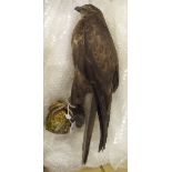 A Victorian stuffed and mounted Buzzard previously in a Ralph Allder case