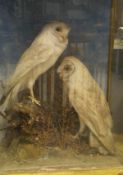 A pair of early 20th Century stuffed and mounted Barn Owls set in a naturalistic setting and three