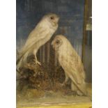 A pair of early 20th Century stuffed and mounted Barn Owls set in a naturalistic setting and three