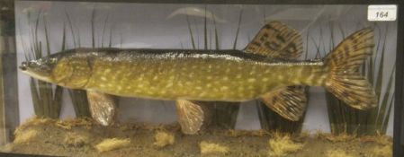 A stuffed and mounted Pike set in naturalistic setting and five sided picture frame display case