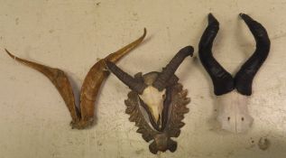 A pair of Hartebeest horns, a pair of Mouflon set on a black forest style shield shaped plaque,