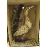 A stuffed and mounted Bittern together with a Green Woodpecker set in naturalistic setting