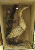 A stuffed and mounted Bittern together with a Green Woodpecker set in naturalistic setting