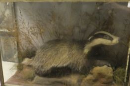 An early 20th Century stuffed and mounted Badger set in naturalistic setting and three sided