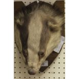 A mid 20th Century stuffed and mounted Badger mask on a shield shaped plaque