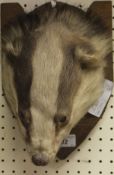 A mid 20th Century stuffed and mounted Badger mask on a shield shaped plaque