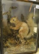 A mid 20th Century stuffed and mounted Red Squirrel in naturalistic setting and three sided display