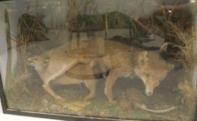 A stuffed and mounted Fox with cub and pheasant prey set in naturalistic setting and glass fronted